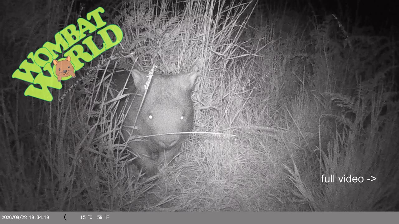 IMAG0055_wombat_face_1_YouTube_4K.mp4