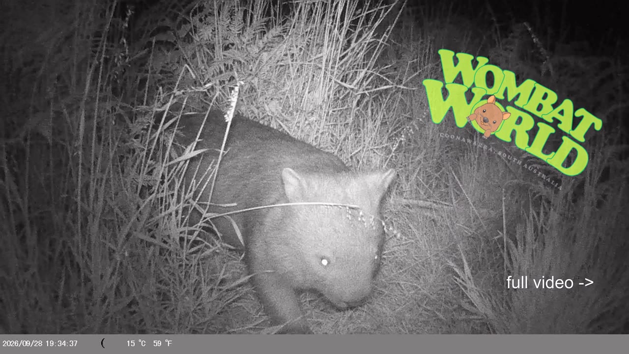 IMAG0056_wombat_face and body_YouTube_4K.mp4